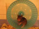 hamster0425s.jpg