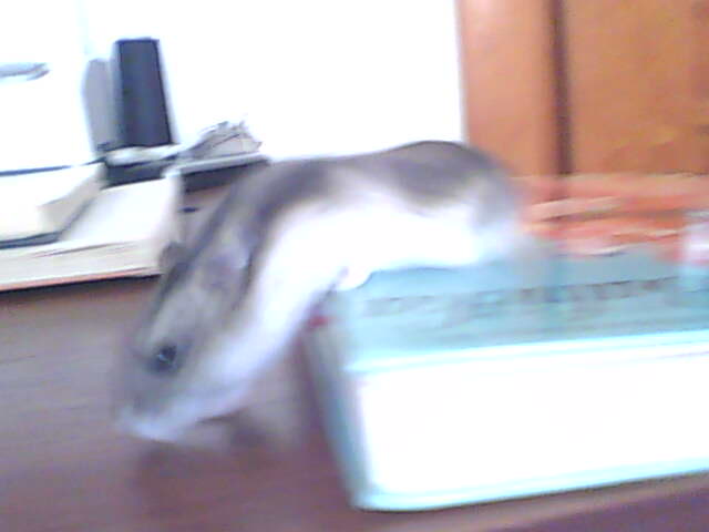 miskine obrazky 028.jpg