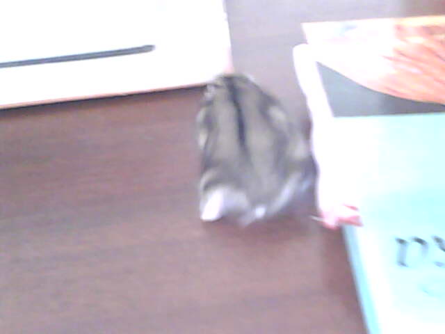 miskine obrazky 029.jpg