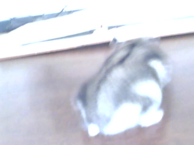 miskine obrazky 030.jpg