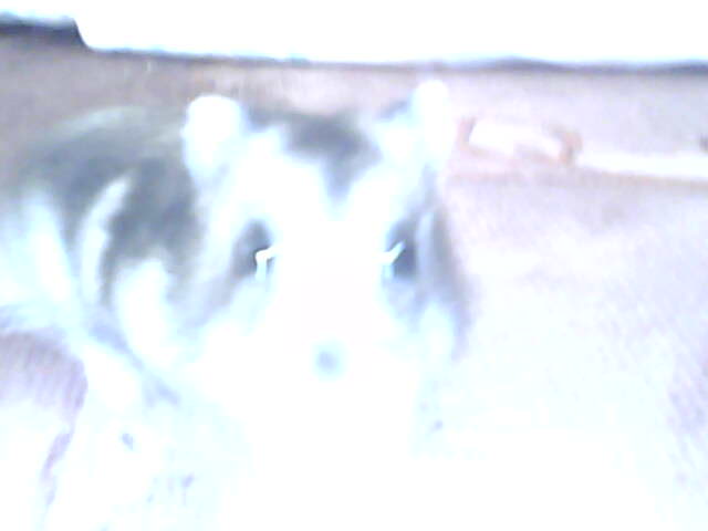 miskine obrazky 032.jpg