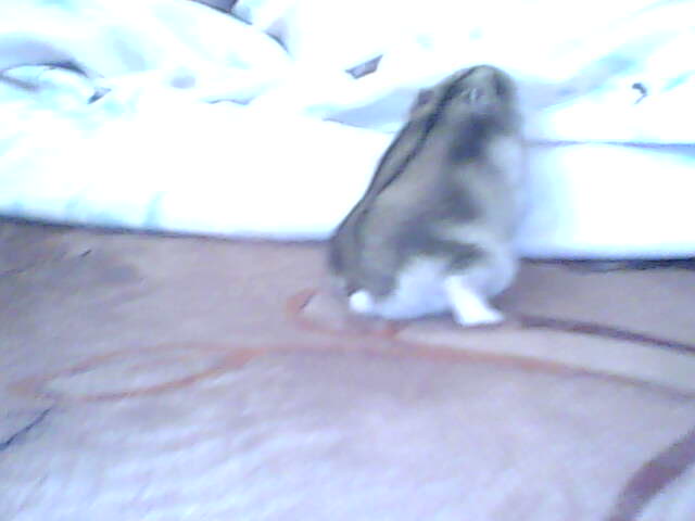 miskine obrazky 033.jpg