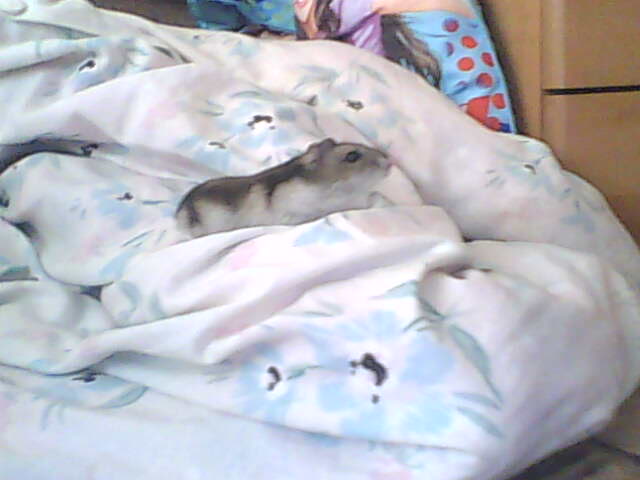 miskine obrazky 034.jpg