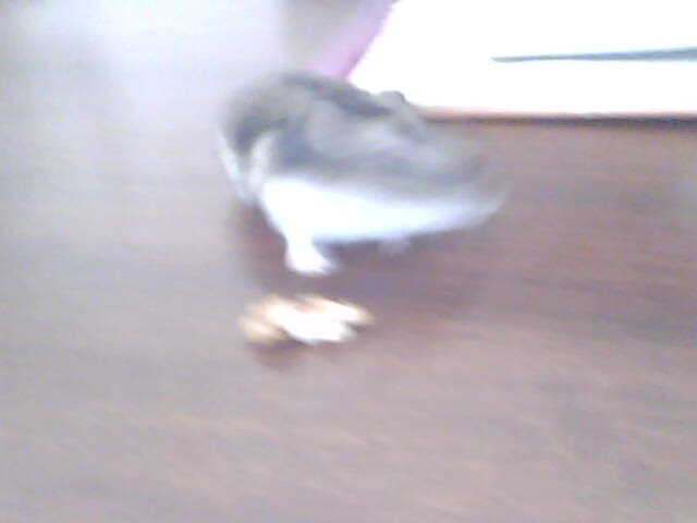 miskine obrazky 039.jpg