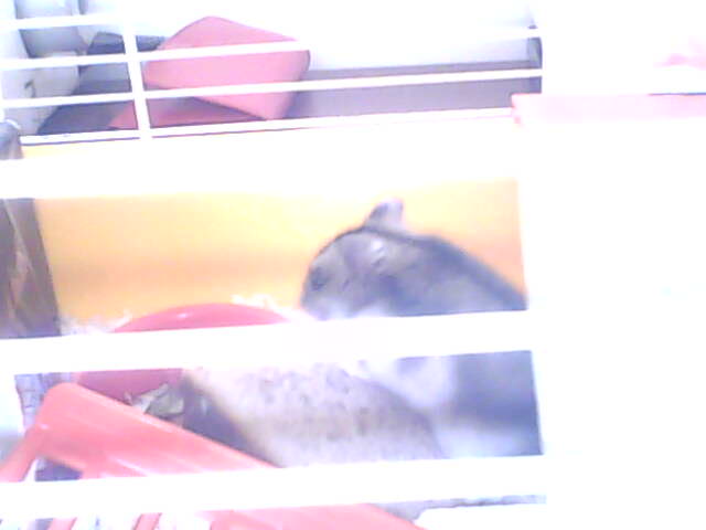 miskine obrazky 043.jpg